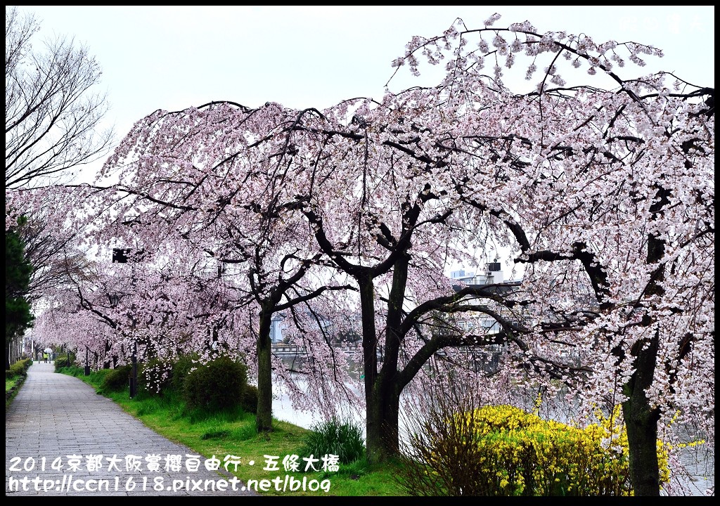 【日本旅遊】京都大阪賞櫻自由行．鴨川五条大橋櫻花初綻 @假日農夫愛趴趴照