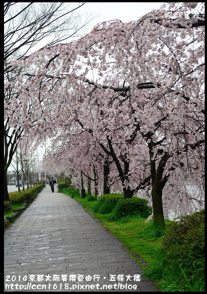 【日本旅遊】京都大阪賞櫻自由行．鴨川五条大橋櫻花初綻 @假日農夫愛趴趴照