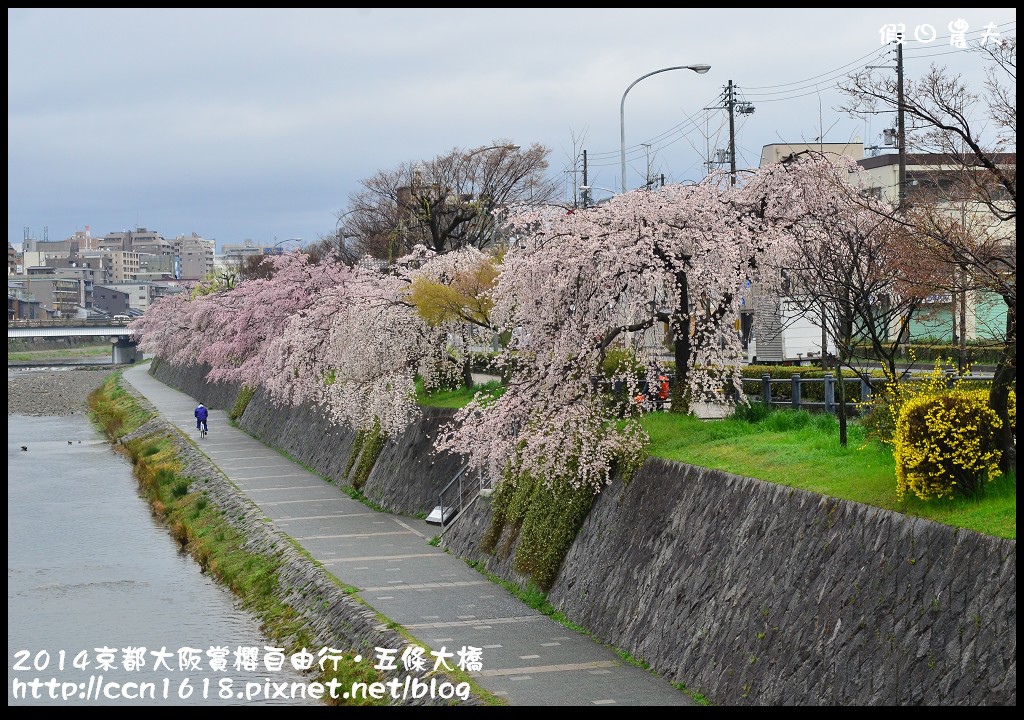 【日本旅遊】京都大阪賞櫻自由行．鴨川五条大橋櫻花初綻 @假日農夫愛趴趴照