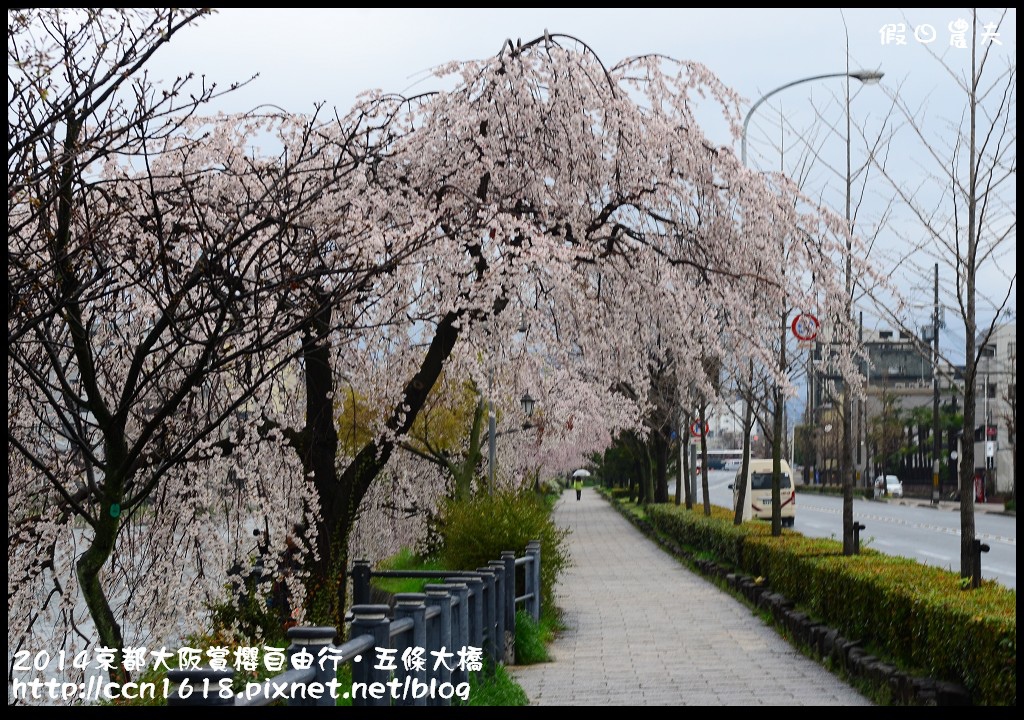 【日本旅遊】京都大阪賞櫻自由行．鴨川五条大橋櫻花初綻 @假日農夫愛趴趴照