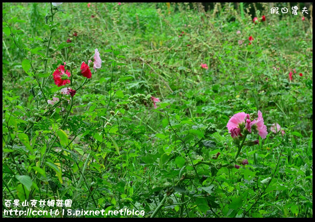 【彰化旅遊】克林姆莊園‧百果山溜滑梯‧親子旅遊好去處(已歇業，更名為百果山探索樂園) @假日農夫愛趴趴照