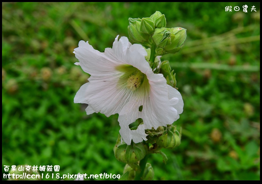 【彰化旅遊】克林姆莊園‧百果山溜滑梯‧親子旅遊好去處(已歇業，更名為百果山探索樂園) @假日農夫愛趴趴照