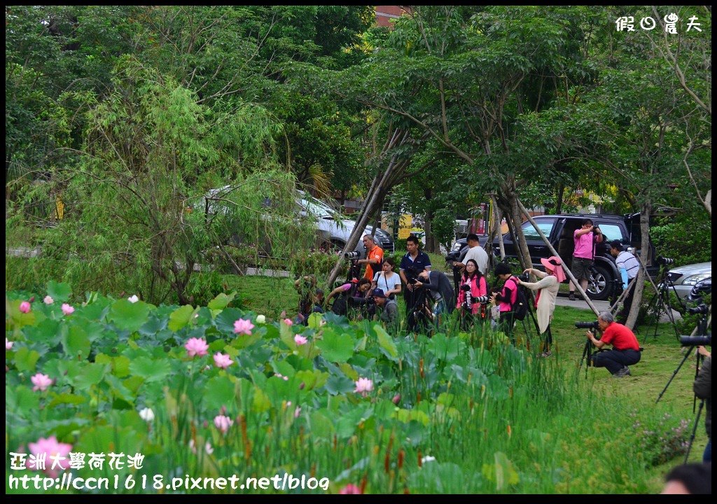 【農夫愛賞花】亞洲大學荷花池‧社區大學攝影世界攝影外拍學習 @假日農夫愛趴趴照