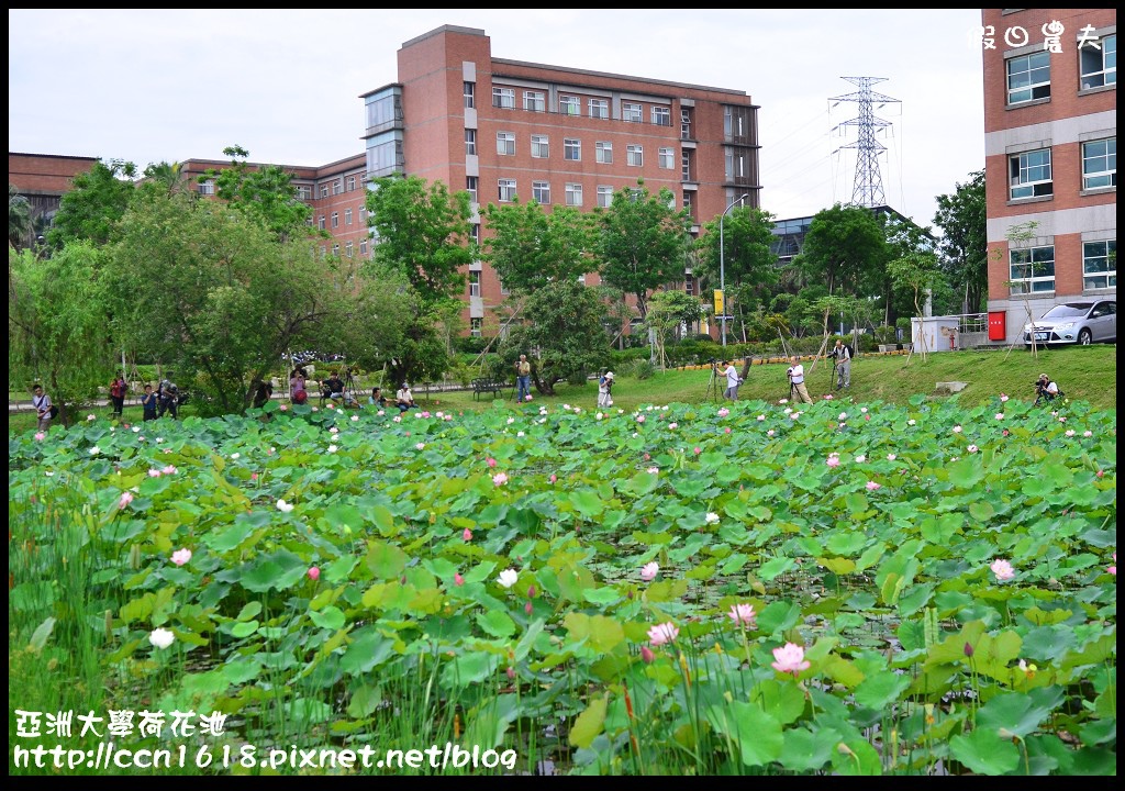 【農夫愛賞花】亞洲大學荷花池‧社區大學攝影世界攝影外拍學習 @假日農夫愛趴趴照