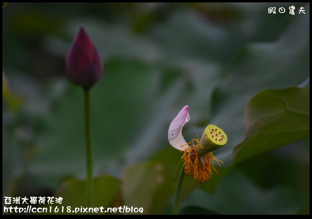 【農夫愛賞花】亞洲大學荷花池‧社區大學攝影世界攝影外拍學習 @假日農夫愛趴趴照