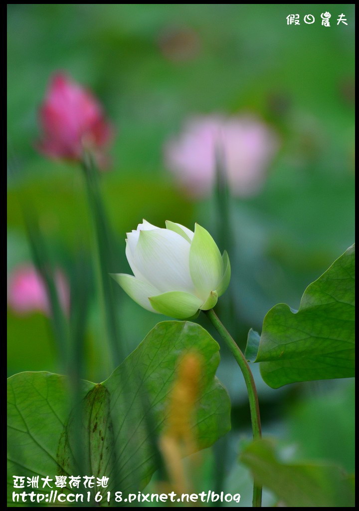 【農夫愛賞花】亞洲大學荷花池‧社區大學攝影世界攝影外拍學習 @假日農夫愛趴趴照