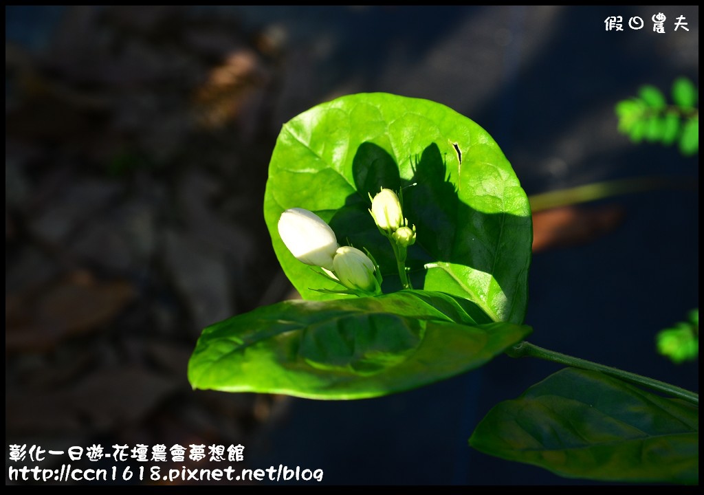 【彰化旅遊】彰化好好玩-大山牧場‧茉莉花壇夢想館 @假日農夫愛趴趴照