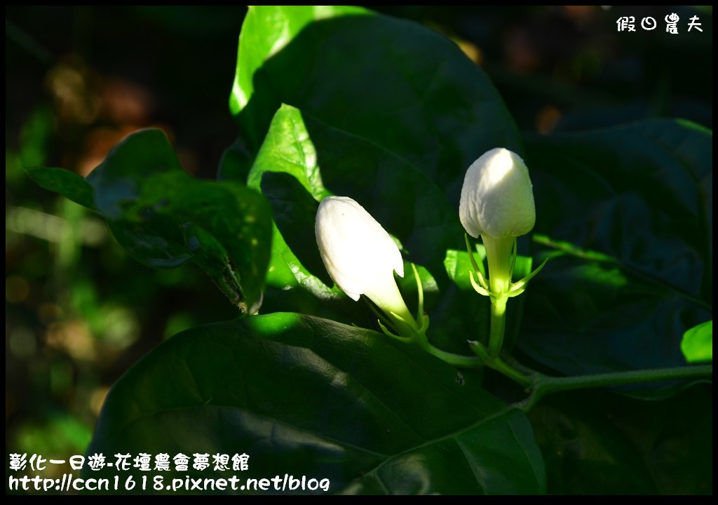 【彰化旅遊】彰化好好玩-大山牧場‧茉莉花壇夢想館 @假日農夫愛趴趴照