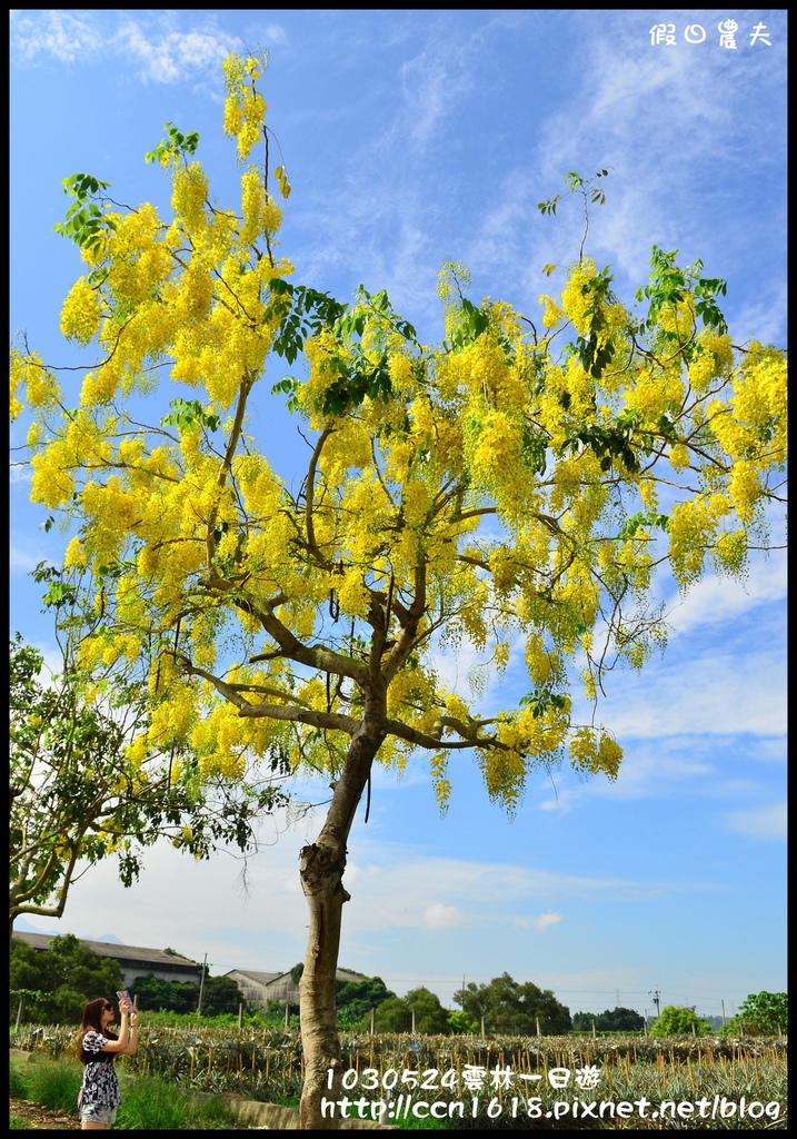 【雲林景點】蘿莎玫瑰山莊‧古坑不只可以喝咖啡玩劍湖山還可以賞玫瑰花 @假日農夫愛趴趴照