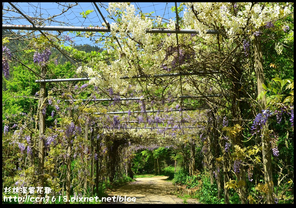 【南投景點】杉林溪森林生態渡假園區‧四季都有好風景 @假日農夫愛趴趴照