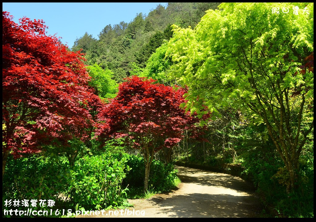 【南投景點】杉林溪森林生態渡假園區‧四季都有好風景 @假日農夫愛趴趴照