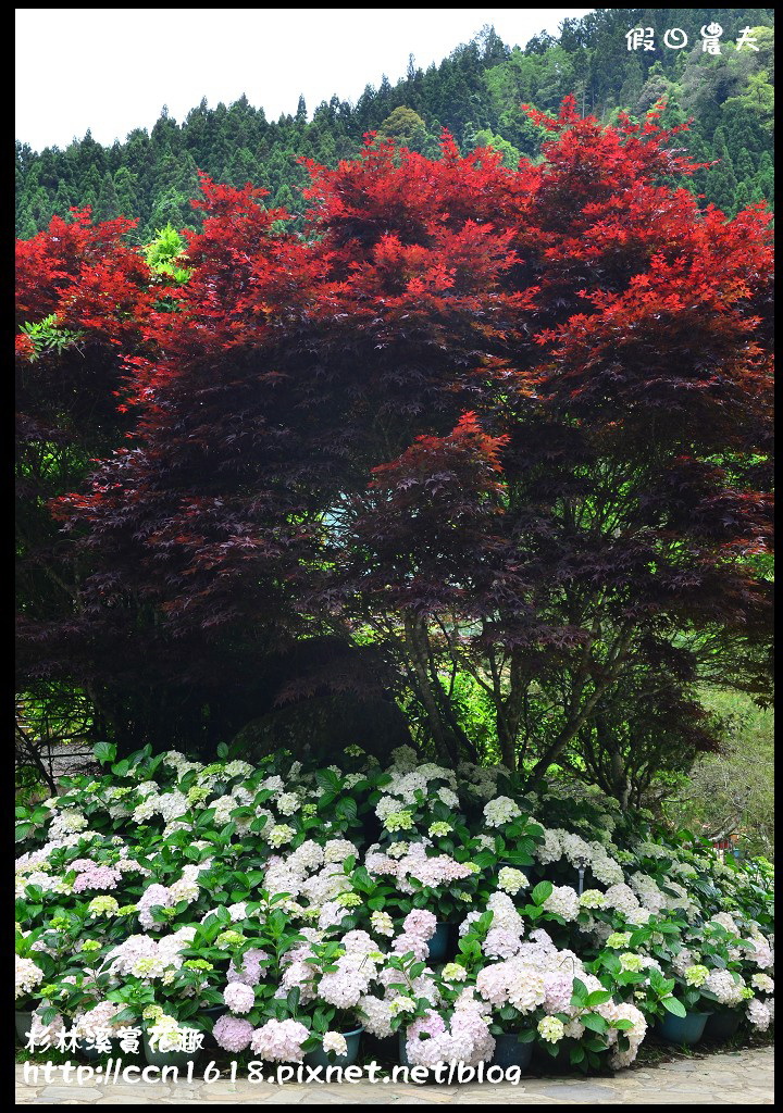 【南投景點】杉林溪森林生態渡假園區‧四季都有好風景 @假日農夫愛趴趴照