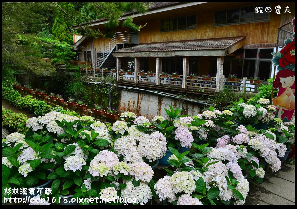 【南投景點】杉林溪森林生態渡假園區‧四季都有好風景 @假日農夫愛趴趴照