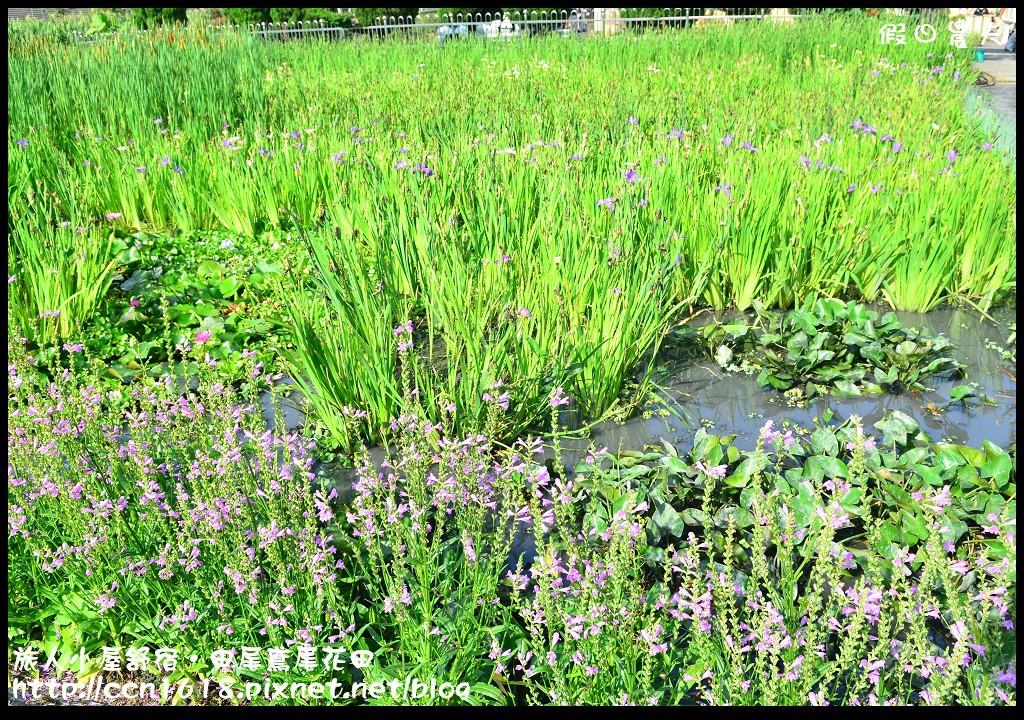 【彰化景點】旅人小屋舒宿‧花現鳶尾花/一日遊/半日遊/民宿 @假日農夫愛趴趴照