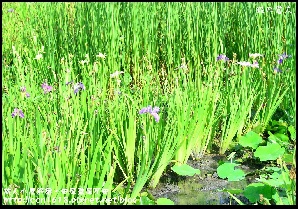 【彰化景點】旅人小屋舒宿‧花現鳶尾花/一日遊/半日遊/民宿 @假日農夫愛趴趴照