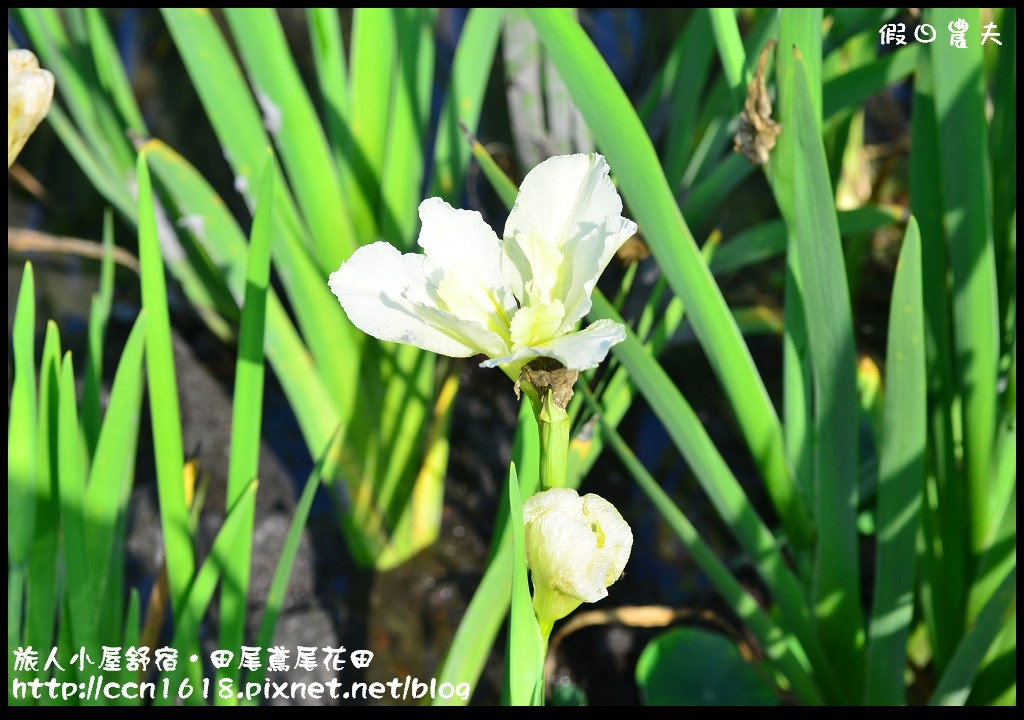 【彰化景點】旅人小屋舒宿‧花現鳶尾花/一日遊/半日遊/民宿 @假日農夫愛趴趴照