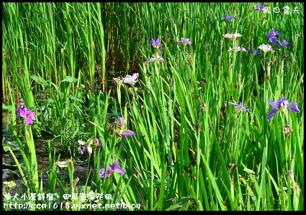 【彰化景點】旅人小屋舒宿‧花現鳶尾花/一日遊/半日遊/民宿 @假日農夫愛趴趴照