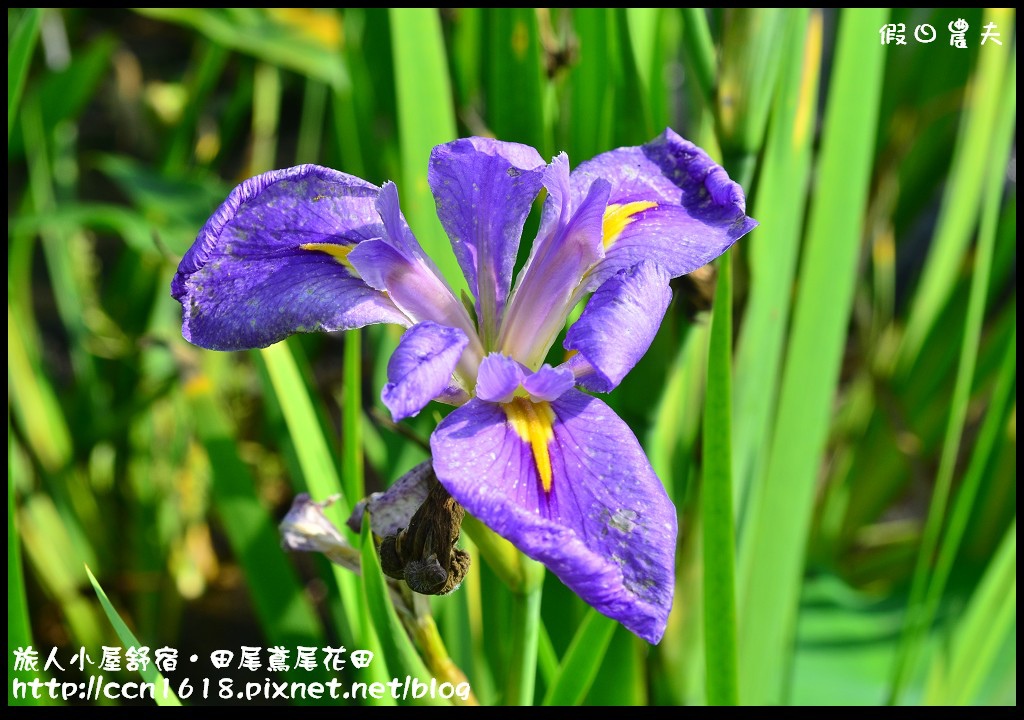 【彰化景點】旅人小屋舒宿‧花現鳶尾花/一日遊/半日遊/民宿 @假日農夫愛趴趴照