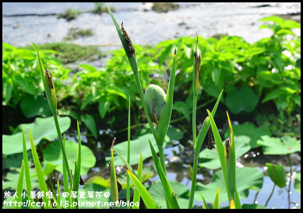 【彰化景點】旅人小屋舒宿‧花現鳶尾花/一日遊/半日遊/民宿 @假日農夫愛趴趴照