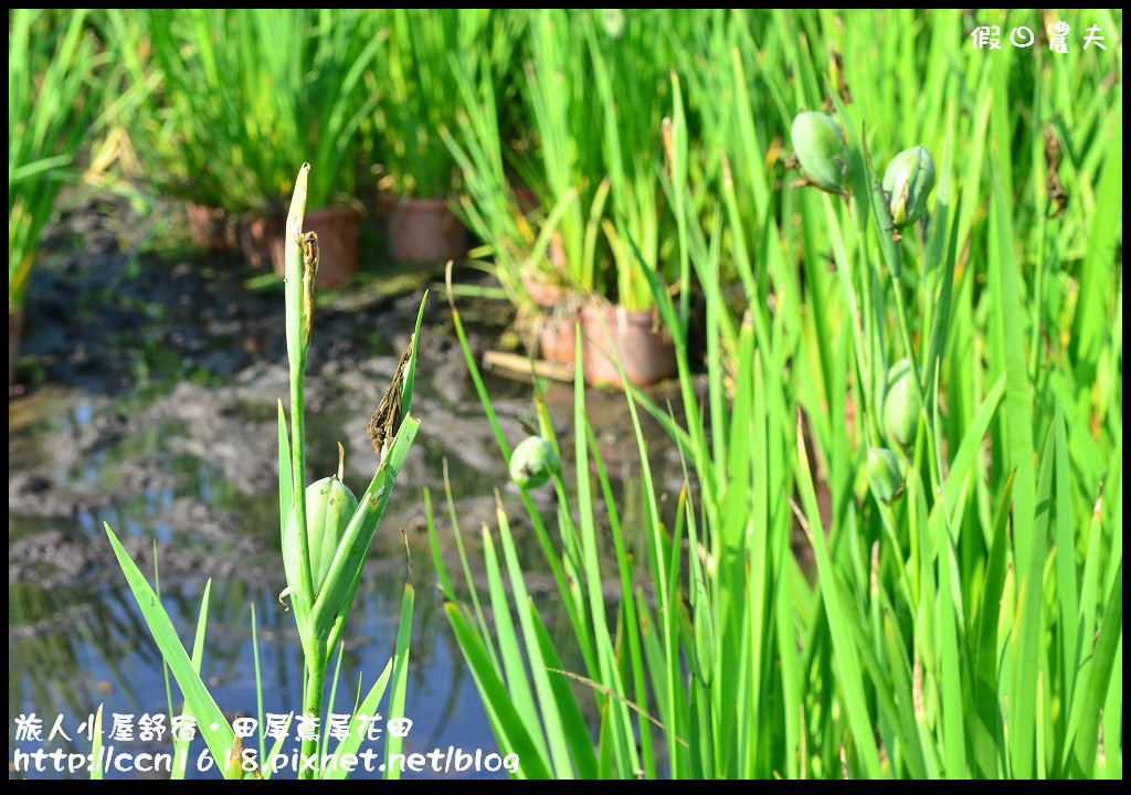 【彰化景點】旅人小屋舒宿‧花現鳶尾花/一日遊/半日遊/民宿 @假日農夫愛趴趴照