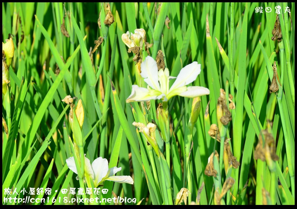 【彰化景點】旅人小屋舒宿‧花現鳶尾花/一日遊/半日遊/民宿 @假日農夫愛趴趴照