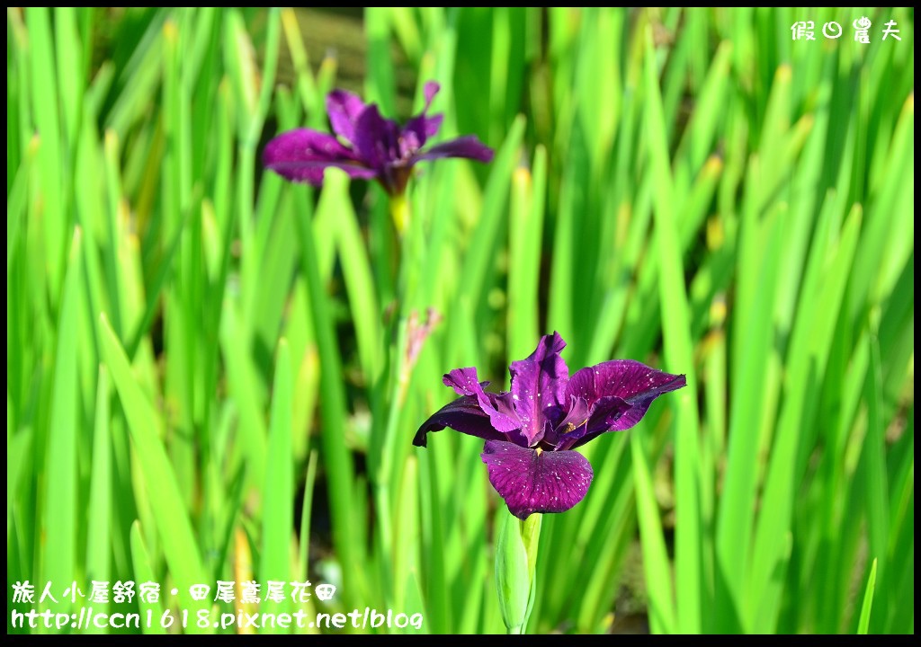 【彰化景點】旅人小屋舒宿‧花現鳶尾花/一日遊/半日遊/民宿 @假日農夫愛趴趴照