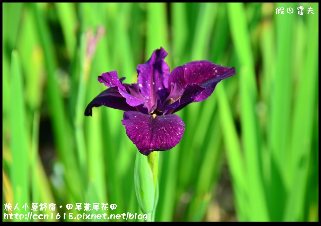 【彰化景點】旅人小屋舒宿‧花現鳶尾花/一日遊/半日遊/民宿 @假日農夫愛趴趴照