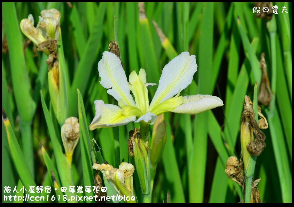 【彰化景點】旅人小屋舒宿‧花現鳶尾花/一日遊/半日遊/民宿 @假日農夫愛趴趴照