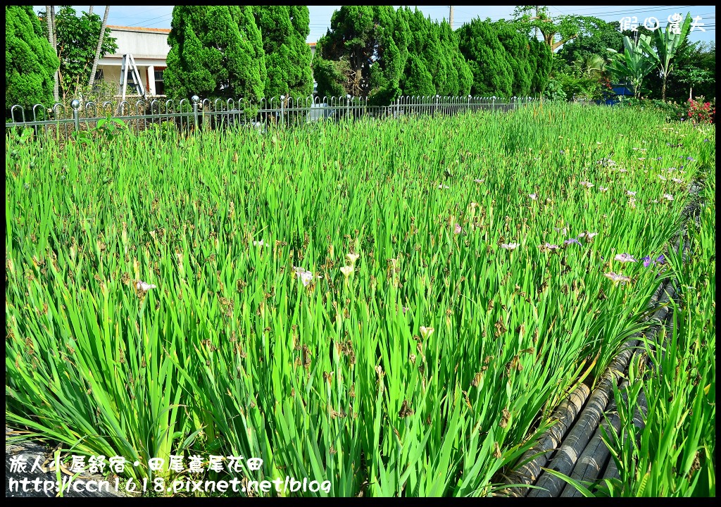 【彰化景點】旅人小屋舒宿‧花現鳶尾花/一日遊/半日遊/民宿 @假日農夫愛趴趴照