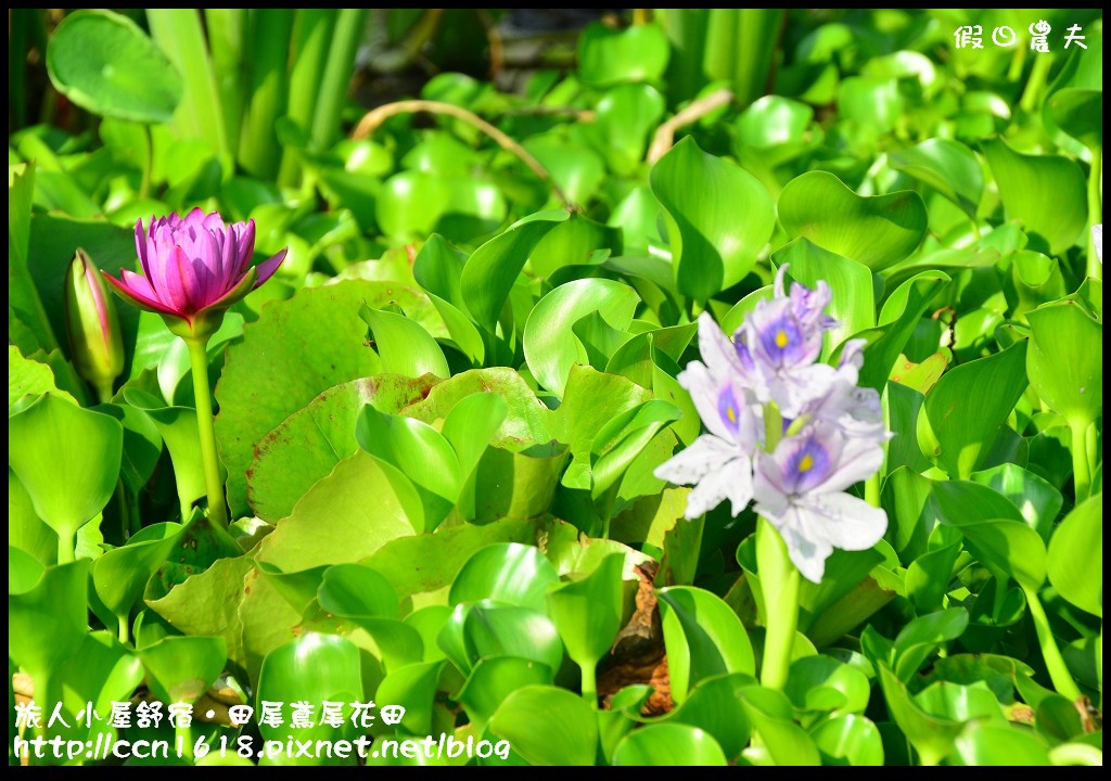 【彰化景點】旅人小屋舒宿‧花現鳶尾花/一日遊/半日遊/民宿 @假日農夫愛趴趴照