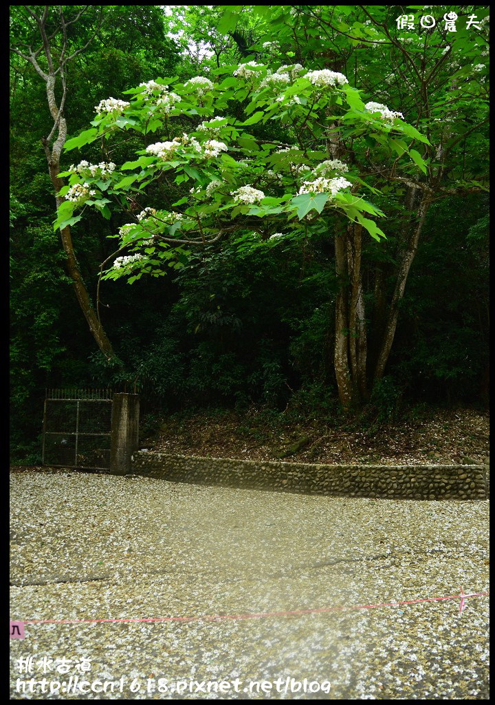 【農夫愛賞花】挑水古道‧一桐去賞花 @假日農夫愛趴趴照