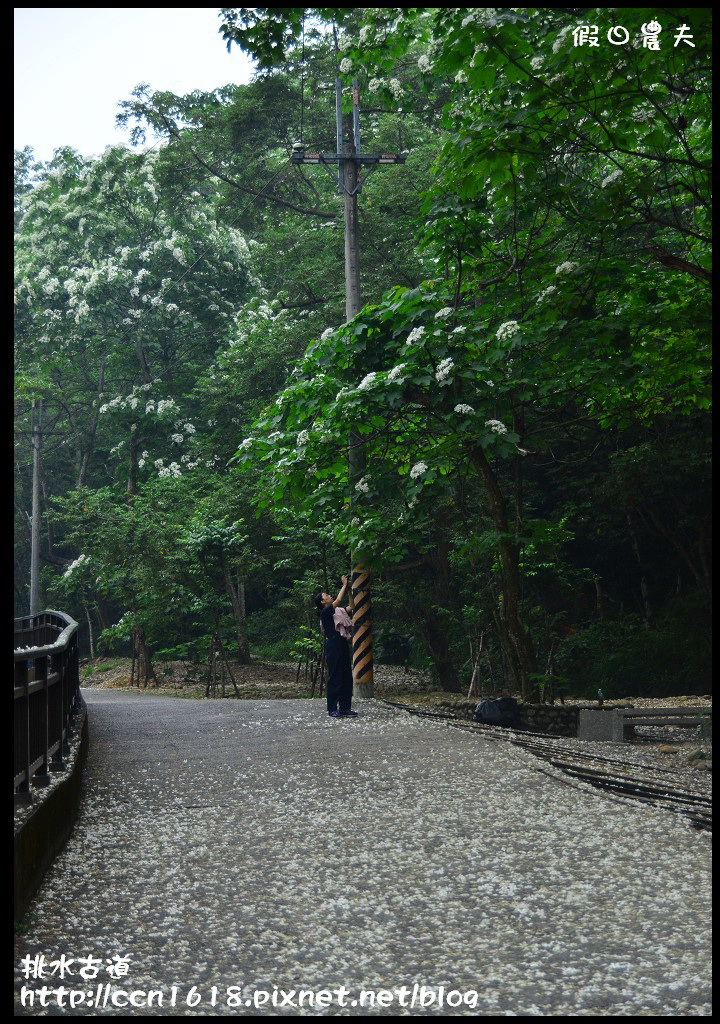 【農夫愛賞花】挑水古道‧一桐去賞花 @假日農夫愛趴趴照