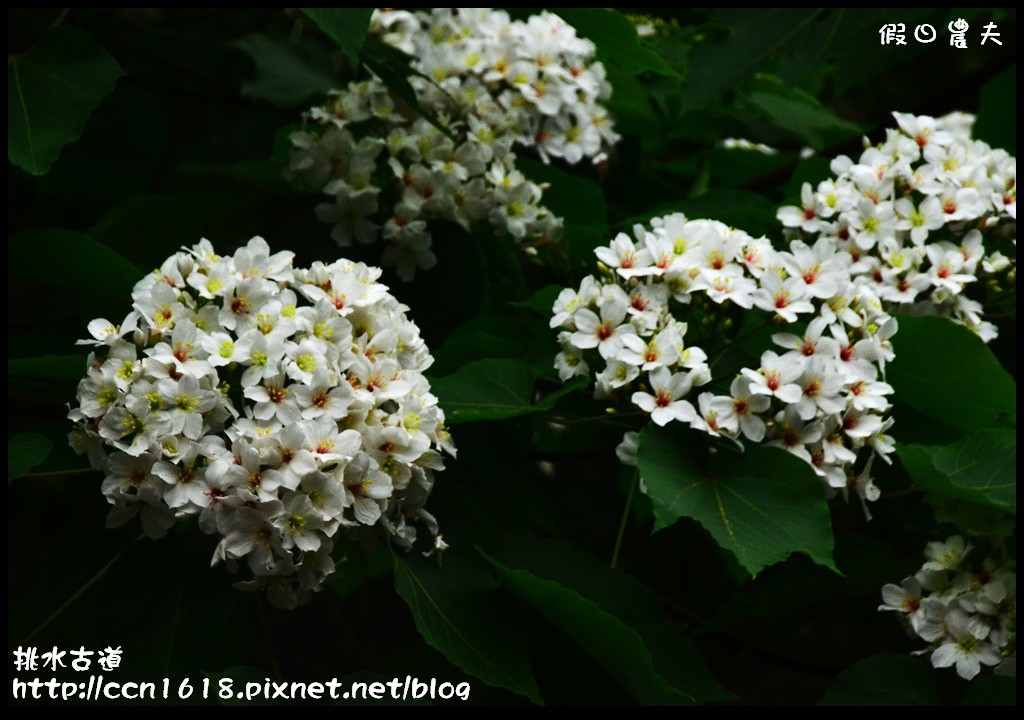 【農夫愛賞花】挑水古道‧一桐去賞花 @假日農夫愛趴趴照