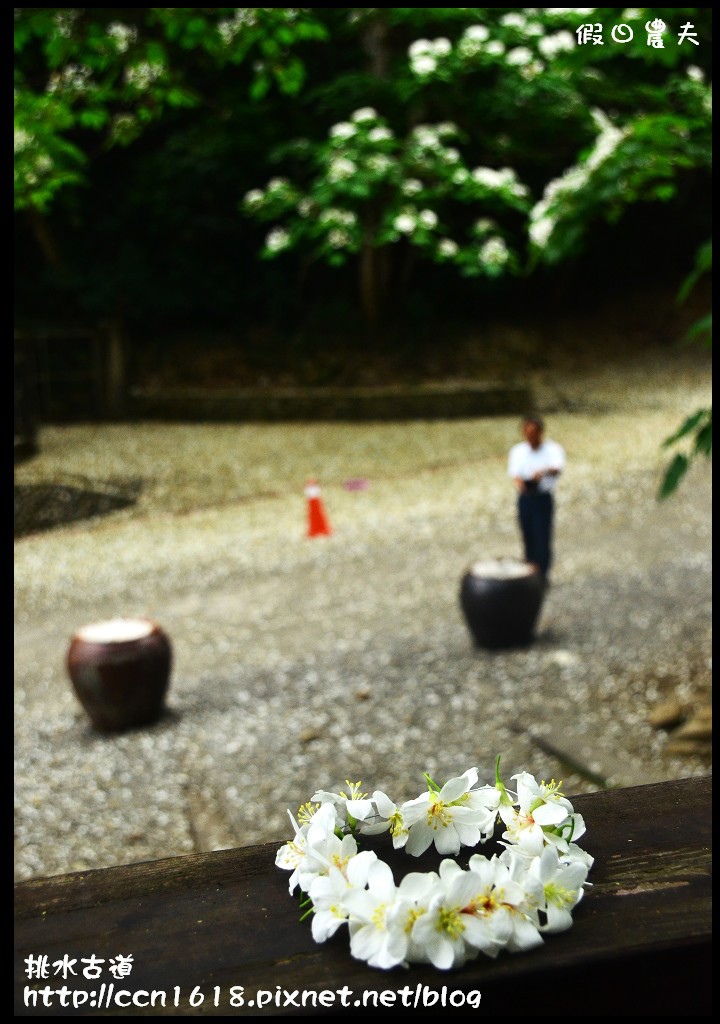 【農夫愛賞花】挑水古道‧一桐去賞花 @假日農夫愛趴趴照