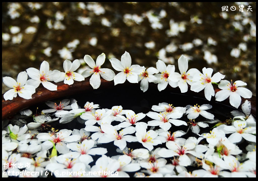 【農夫愛賞花】挑水古道‧一桐去賞花 @假日農夫愛趴趴照