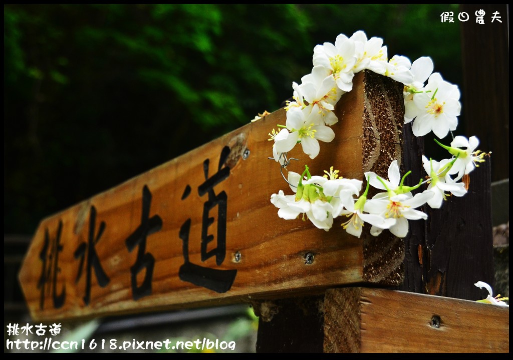 【農夫愛賞花】挑水古道‧一桐去賞花 @假日農夫愛趴趴照