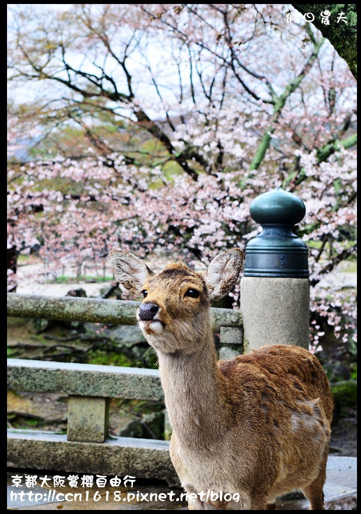 【日本旅遊】2014京都大阪賞櫻自由行．行程總覽 @假日農夫愛趴趴照