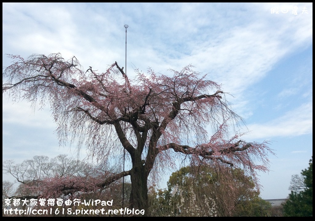 【日本旅遊】京都大阪賞櫻自由行．WiPad行動分享器(內有優惠) @假日農夫愛趴趴照