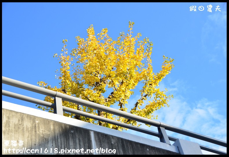 【日本旅遊】京都大阪賞楓自由行．東福寺．楓姿卓越 @假日農夫愛趴趴照