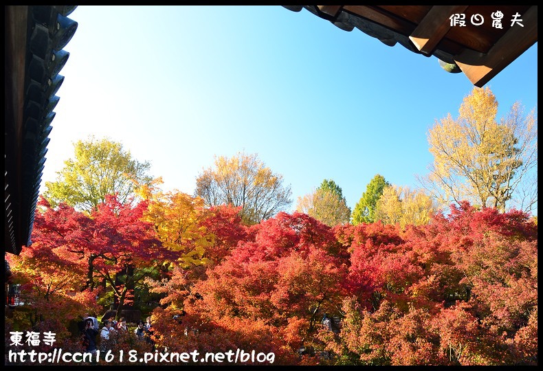 【日本旅遊】京都大阪賞楓自由行．東福寺．楓姿卓越 @假日農夫愛趴趴照