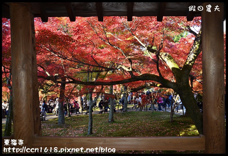 【日本旅遊】京都大阪賞楓自由行．東福寺．楓姿卓越 @假日農夫愛趴趴照