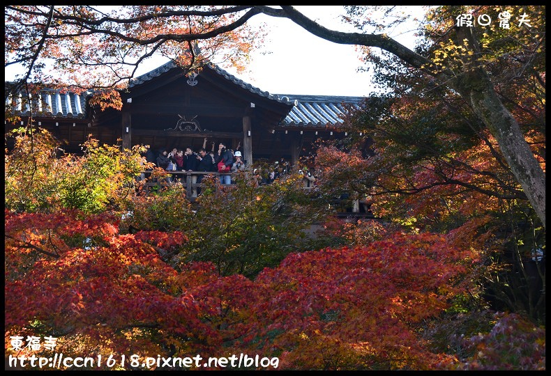 【日本旅遊】京都大阪賞楓自由行．東福寺．楓姿卓越 @假日農夫愛趴趴照