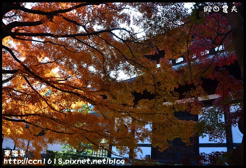 【日本旅遊】京都大阪賞楓自由行．東福寺．楓姿卓越 @假日農夫愛趴趴照