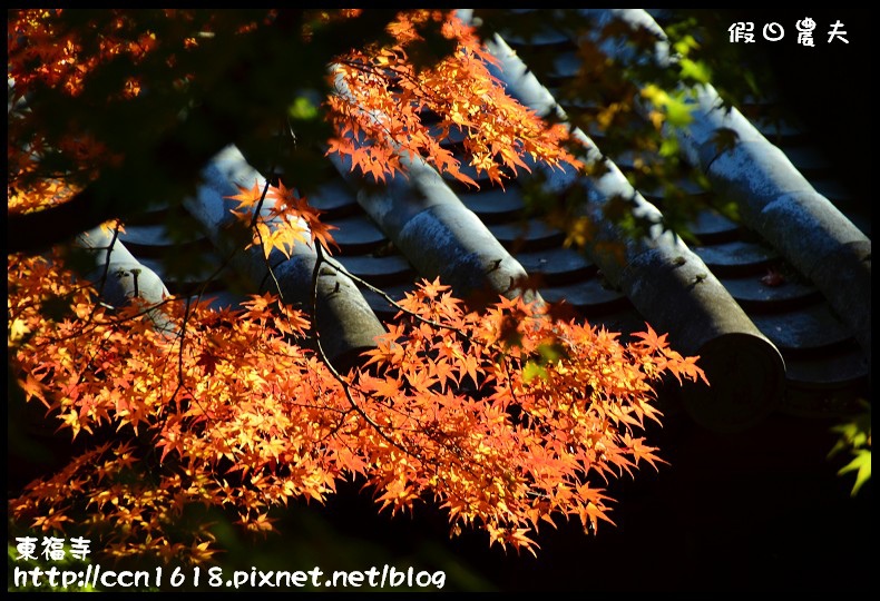 【日本旅遊】京都大阪賞楓自由行．東福寺．楓姿卓越 @假日農夫愛趴趴照