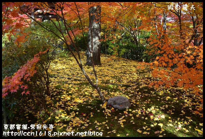 【日本旅遊】京都大阪賞楓自由行‧嵐山常寂光寺‧楓華絕代 @假日農夫愛趴趴照