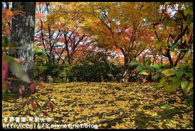 【日本旅遊】京都大阪賞楓自由行‧嵐山常寂光寺‧楓華絕代 @假日農夫愛趴趴照