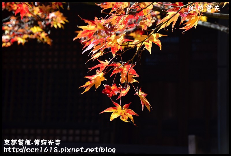 【日本旅遊】京都大阪賞楓自由行‧嵐山常寂光寺‧楓華絕代 @假日農夫愛趴趴照