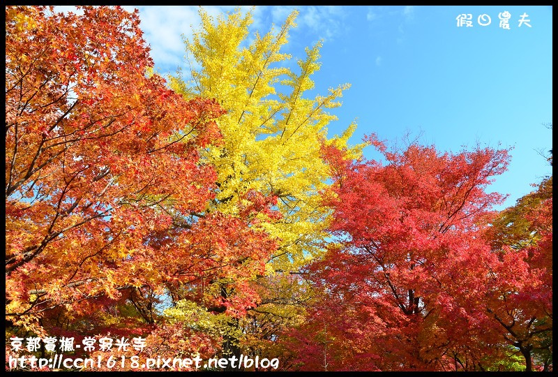 【日本旅遊】京都大阪賞楓自由行‧嵐山常寂光寺‧楓華絕代 @假日農夫愛趴趴照