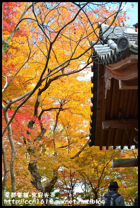 【日本旅遊】京都大阪賞楓自由行‧嵐山常寂光寺‧楓華絕代 @假日農夫愛趴趴照