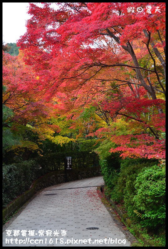 【日本旅遊】京都大阪賞楓自由行‧嵐山常寂光寺‧楓華絕代 @假日農夫愛趴趴照